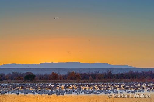 Bosque Sunrise_73416.jpg - Photographed in the Bosque del Apache National Wildlife Refuge near San Antonio, New Mexico USA. 